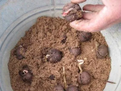 Выращивание маньчжурского ореха. Маньчжурский орех фото. 3