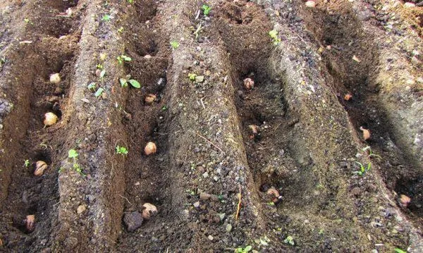 Выращивание маньчжурского ореха. Маньчжурский орех фото. 4