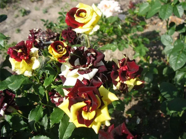 пышное цветение розы сорта Абракадабра