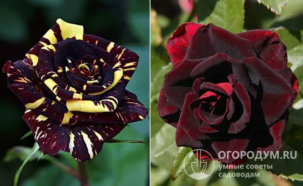 Исходной формой стала роза «Фокус Покус» (на фото слева), полученная от «Черной Красавицы» (справа) селекции питомника «Кордес»