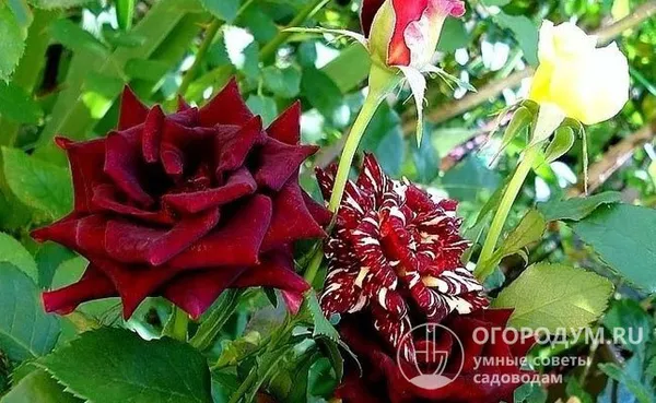 Окраска цветов непредсказуема – в одном соцветии могут быть и однотонные, и полосатые розы