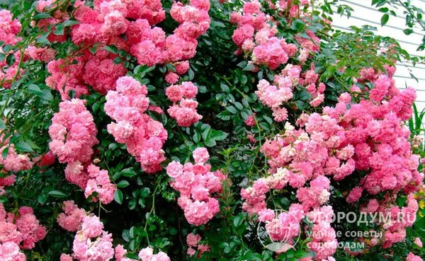«Супер Дороти» (HELdoro) – улучшенная версия однократноцветущей плетистой розы «Дороти Перкинс» (Jackson&Perkins, 1901)