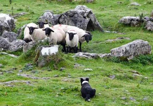 Колли пасёт овец