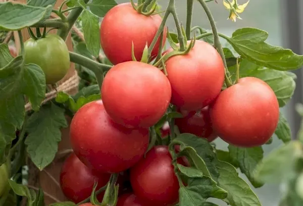 Описание и выращивание томата Лимеренс
