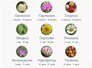 Цветы по знаку зодиака Рак женщина