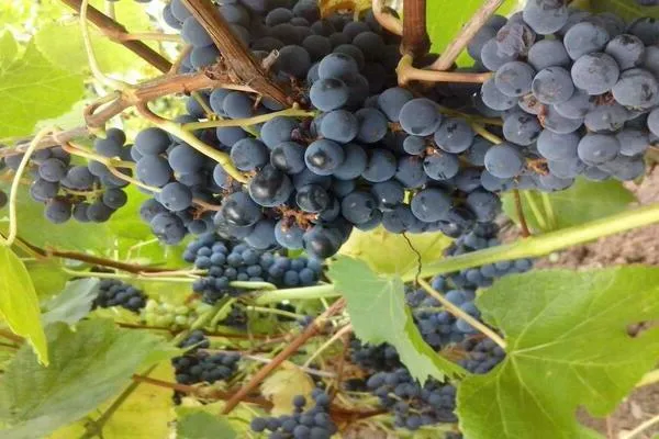 загадка шарова виноград описание