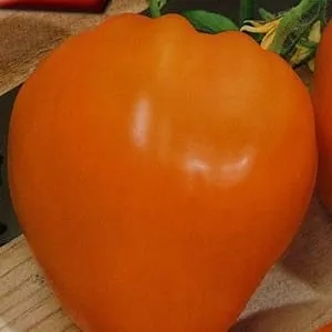 Вкусный и устойчивый сорт с повышенным содержанием бета-каротина - томат 