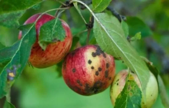 Плоды яблони, поражённые паршой