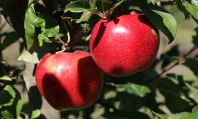 Сорт Глостер — яблоня с высоким урожаем: характеристика, особенности ухода, фото. Глостер яблоня описание. 4