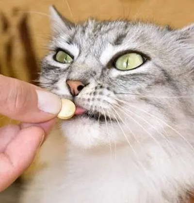 Коту дают таблетку от глистов