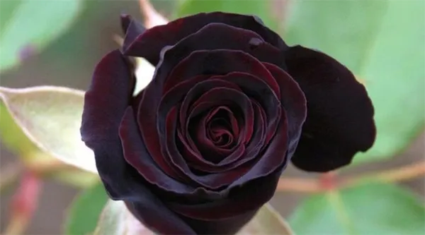 Черные розы: какими они бывают и как сажать такие цветы. Черная роза фото. 2