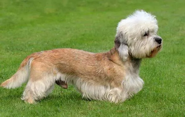 Денди-динмонт-терьер-собака-Описание-особенности-виды-уход-и-цена-породы-13