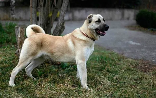 Гампр-порода-собак-Описание-особенности-виды-уход-и-цена-гампра-7