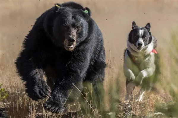 Медвежья карельская собака с медведем
