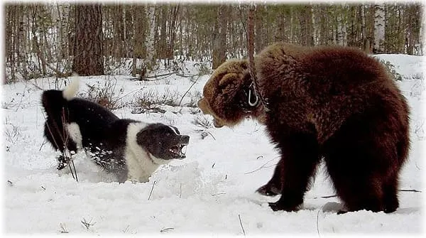 Карело-медвежья лайка с медведем