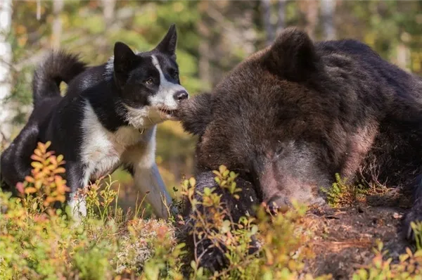 Карельская медвежья собака: фото на охоте