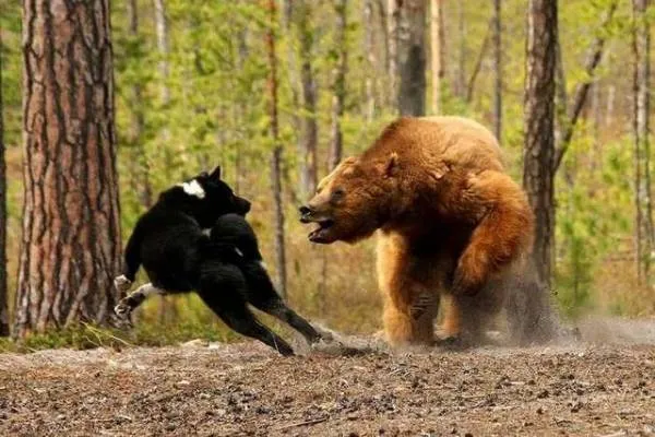 Карельская медвежья собака и щенок