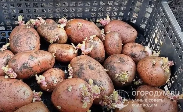 Картофель Ажур: характеристики сорта, урожайность, отзывы