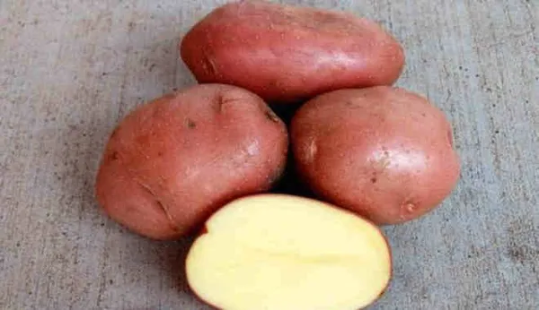Сорт картофеля Ажур