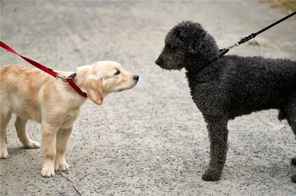 Как социализировать собаку и щенка