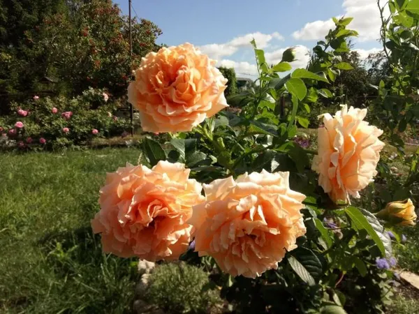 Роза Полька на солнце