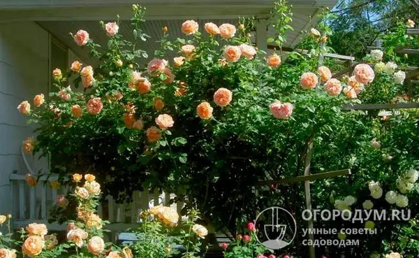 Роза «Полька» (на фото) хорошо смотрится в виде раскидистого шраба или клаймбера, проявляющего плетистые свойства при наличии опоры