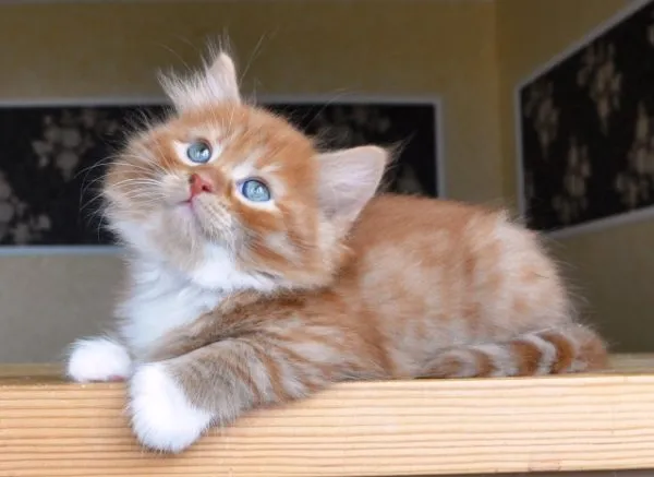 Рыжий сибирский кот - описание породы с фотографиями
