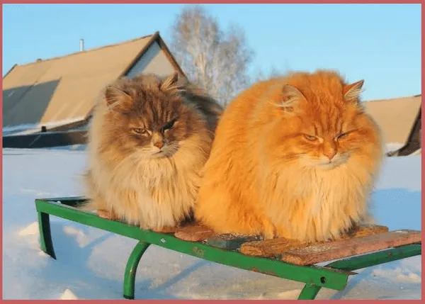 Сибирские коты рыжего окраса: особенности характера, поведения и внешнего вида