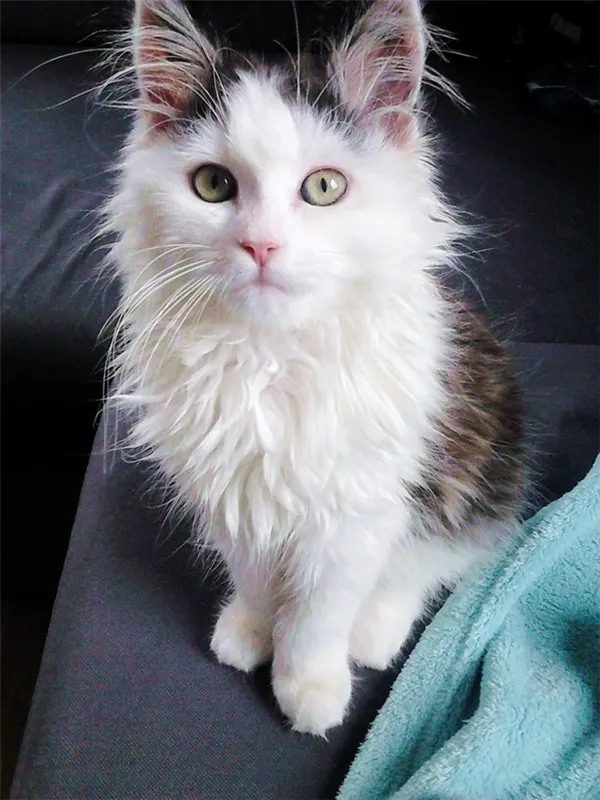 трёхцветная сибирская кошка фото