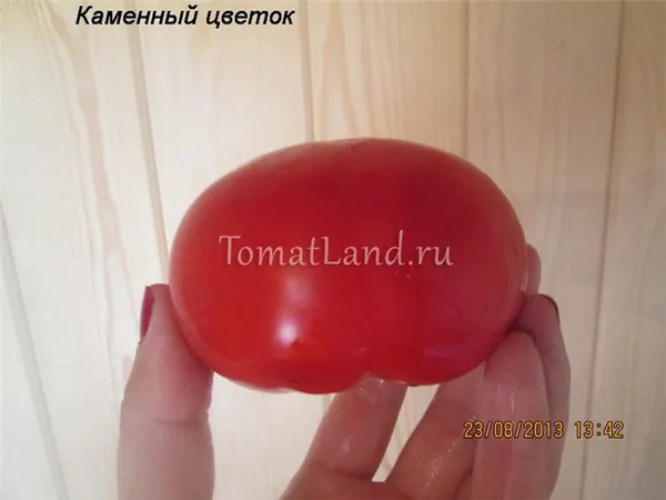 томат Каменный цветок отзывы