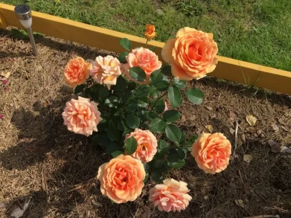 Пионовидная роза: посадка и уход в открытом грунте. Пионовидные розы фото. 5