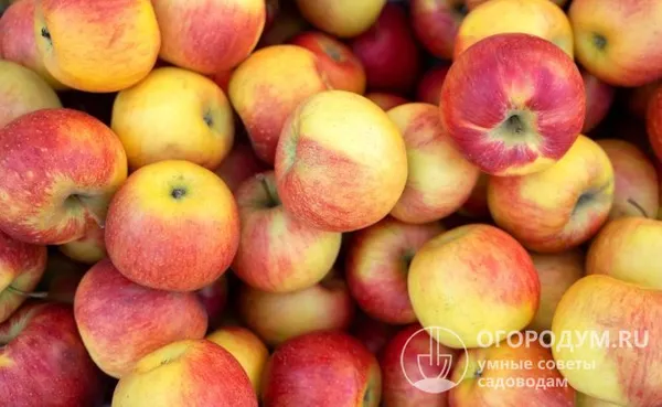 Яблоки отличаются высокой товарностью – практически одинаковыми размерами, правильной формой и яркой окраской