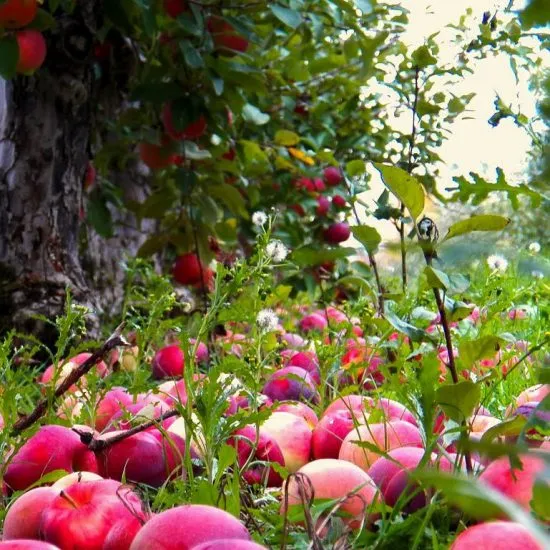 Спелые плоды под яблоней