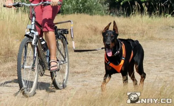 велоспрингер может помочь гулять с собачкой