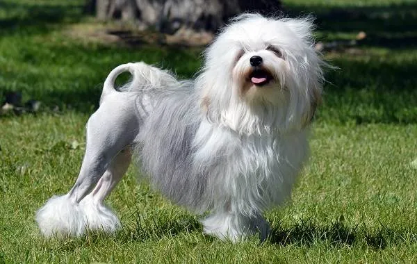 Левхен-собака-Описание-особенности-виды-характер-уход-и-цена-породы-левхен-2