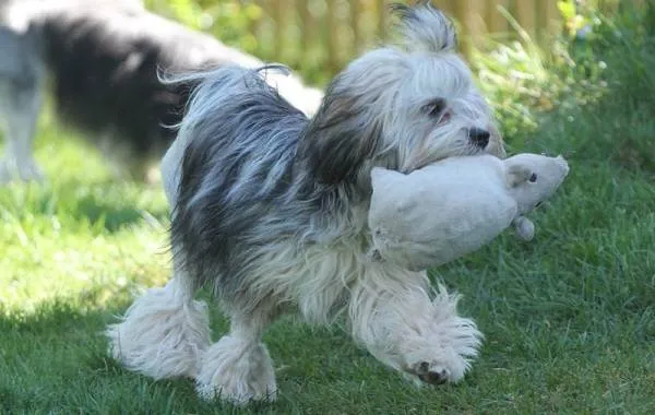 Левхен-собака-Описание-особенности-виды-характер-уход-и-цена-породы-левхен-5