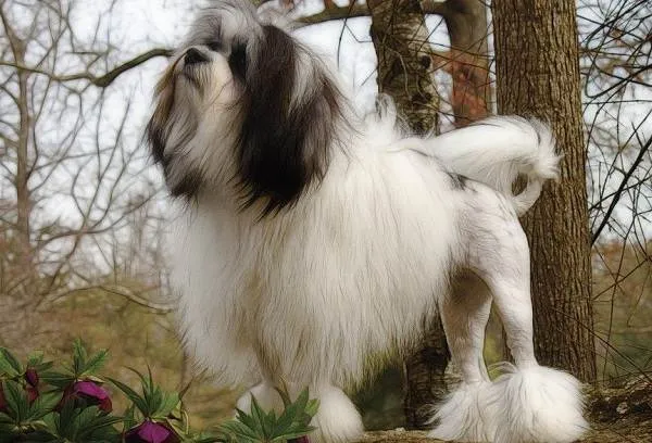 Левхен-собака-Описание-особенности-виды-характер-уход-и-цена-породы-левхен-1