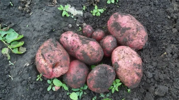 Неприхотливый раннеспелый сорт картофеля 