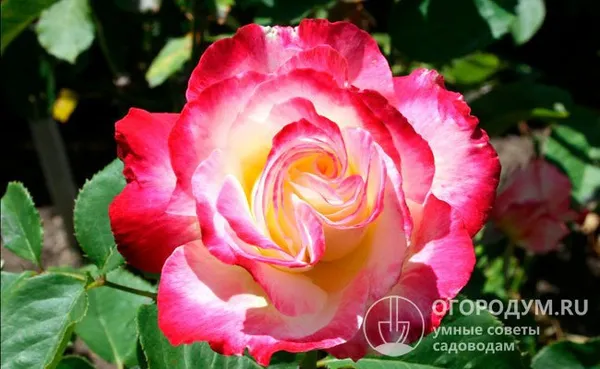 Неповторимую двухцветную окраску лепестков чайно-гибридной розы «Дабл Делайт» одни специалисты называют великолепной, а другие вульгарной