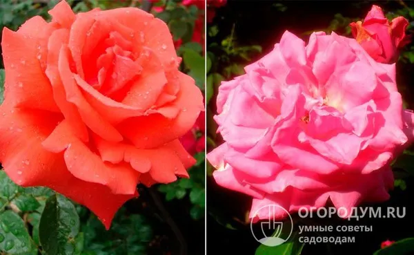 В качестве родительских форм были использованы «Супер стар» лососево-оранжевой окраски (на фото слева) и «Балет» с густо-розовыми цветами (справа)