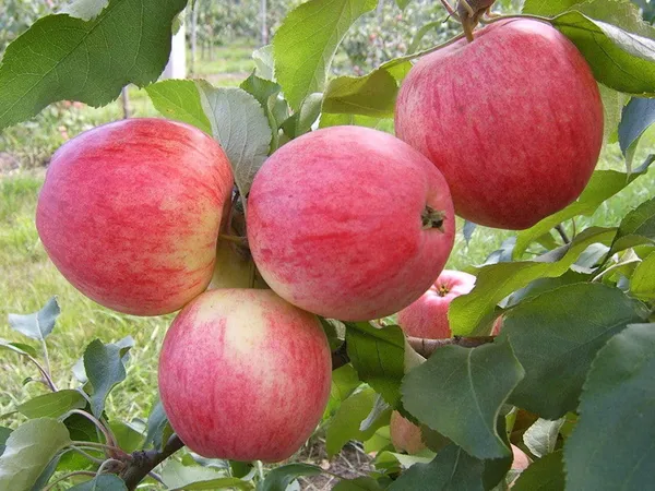 Сорта яблонь: 32 лучших сорта 2023 с описанием и фото. Сорта яблок фото с названием. 2