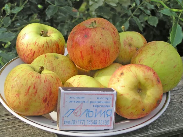 Сорта яблонь: 32 лучших сорта 2023 с описанием и фото. Сорта яблок фото с названием. 8