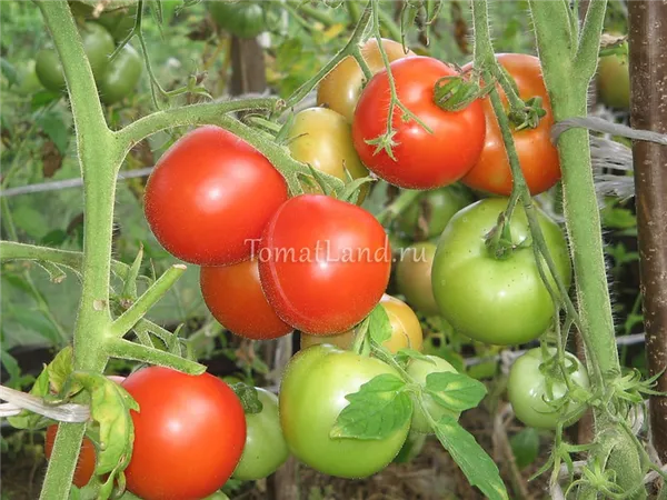 помидоры Евпатор фото спелых плодов отзывы