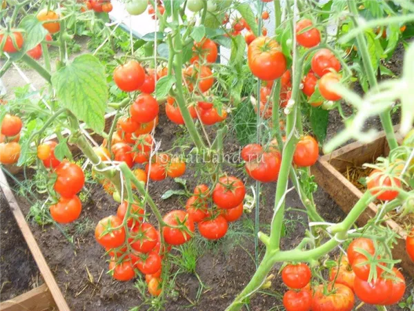 помидоры евпатор отзывы и фото томатов на кусте