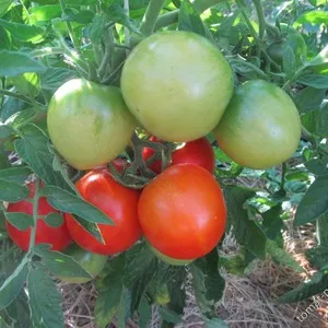 Почему так любим и популярен томат «Мечта огородника»: описание сорта и отзывы дачников со стажем. Томат мечта огородника. 2