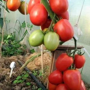 Вкусные, сладкие и сочные томаты 