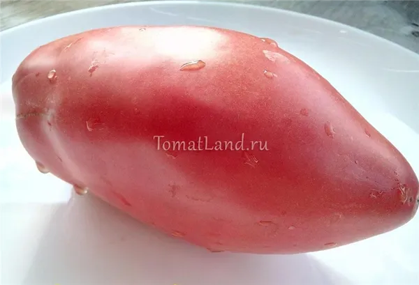 помидоры подсинское чудо отзывы фото характеристика