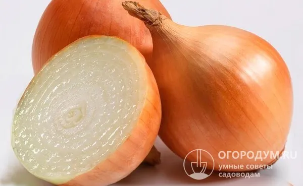 Вес одной луковицы составляет в среднем 150 граммов, они прекрасно подходят для употребления в свежем виде и для домашней переработки, а также замораживания и сушки