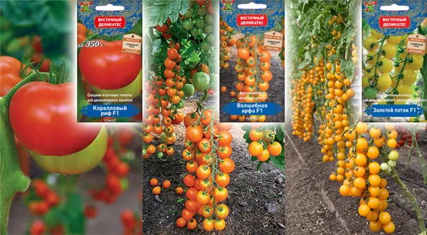 Выращивание помидоров в открытом грунте: от посадки до сбора урожая. Как выращивать помидоры. 2