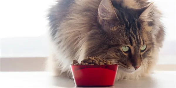 Особенности кормления сибирской кошки